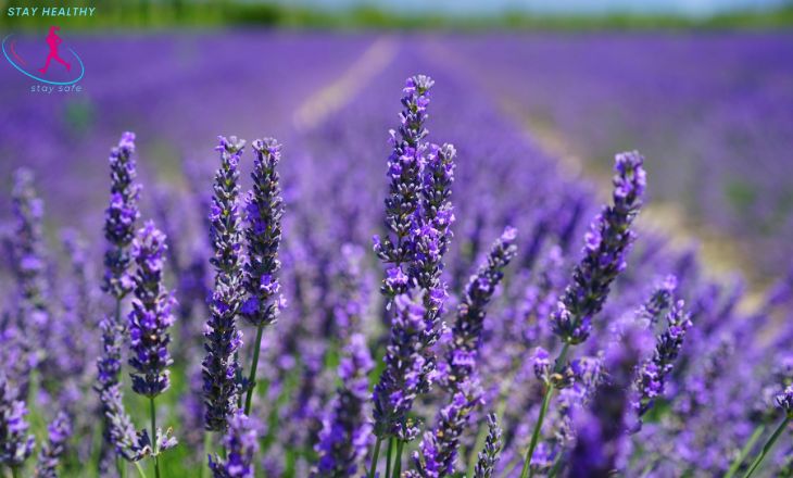 trader joe's lavender salt scrub

