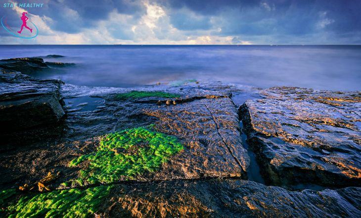 sea moss gummies

