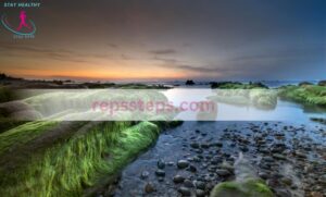 sea moss near me